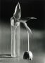 Andr&eacute; Kert&eacute;sz -  Melancholic Tulip, February, 1939  | Bruce Silverstein Gallery