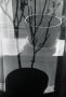 Andr&eacute; Kert&eacute;sz -  Screen and Pot Shadow, 1963  | Bruce Silverstein Gallery