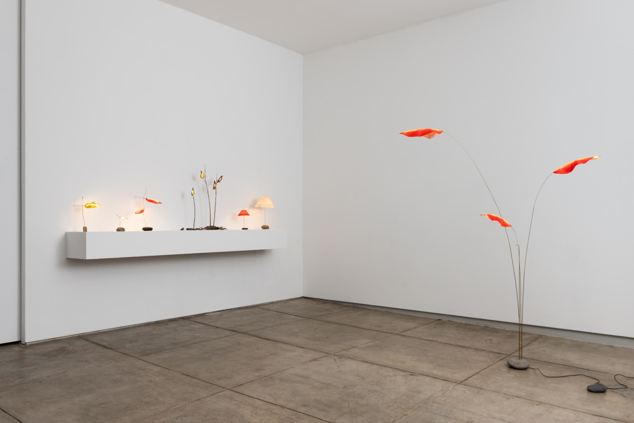 Jake Coan: Species | Los Angeles