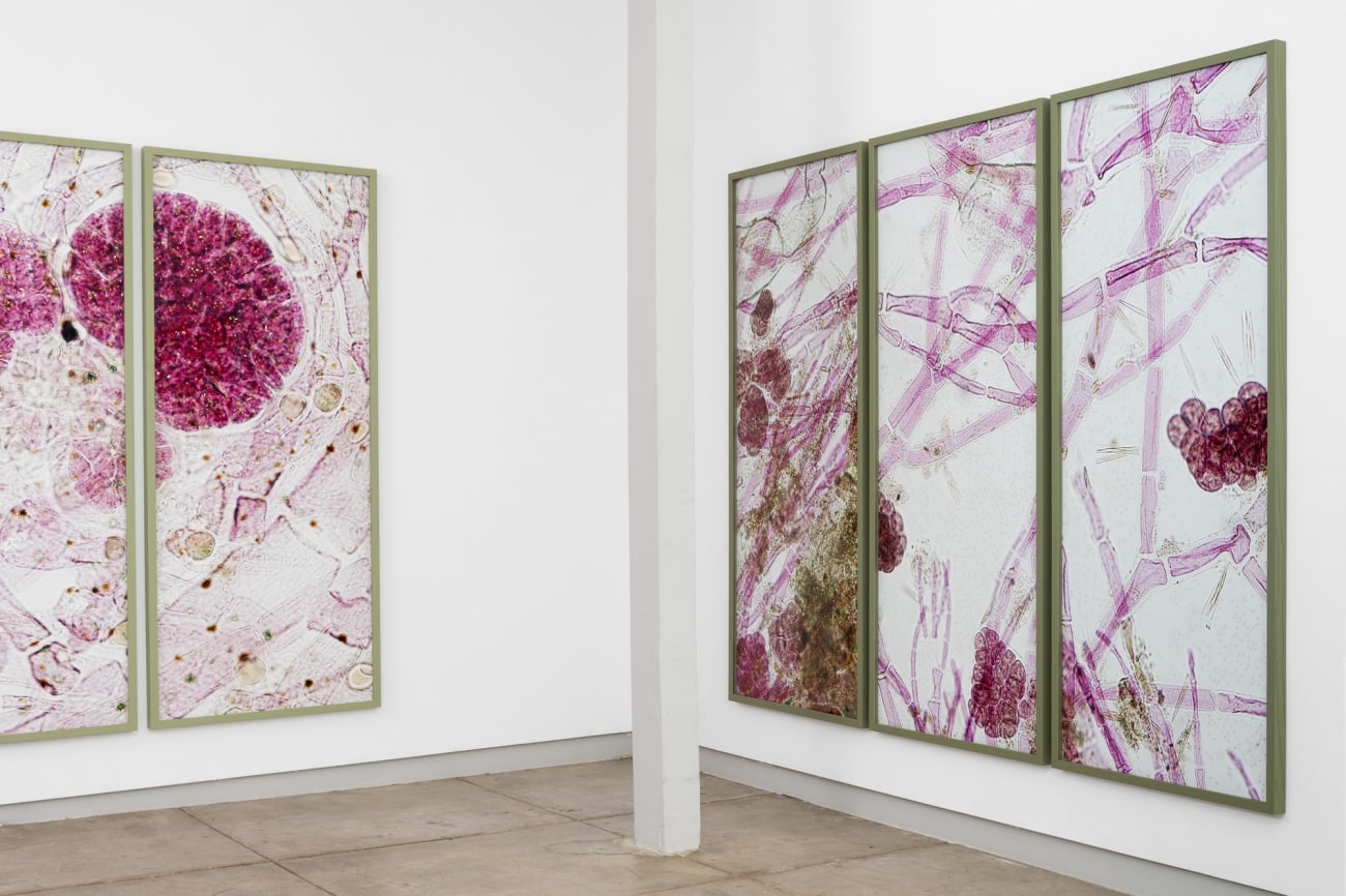 Astrid Krogh: Arabesque | Los Angeles