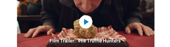 ‘The Truffle Hunters’ Review: Enchantment Under Siege