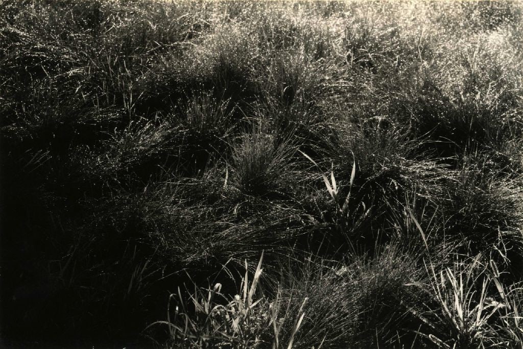 Alfred Stieglitz, Grasses, 1934 