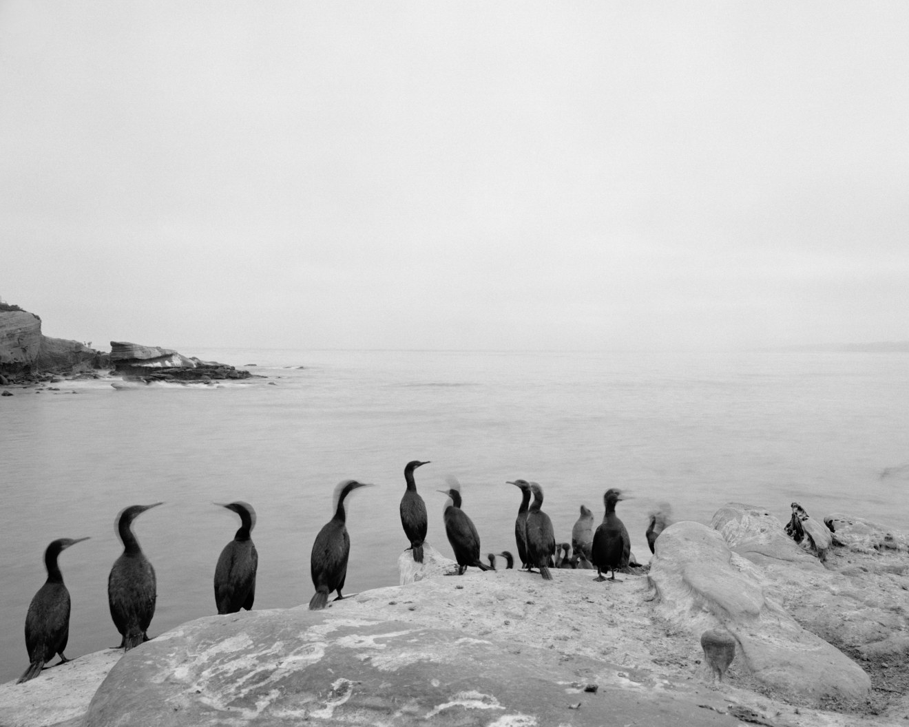 La Jolla Cove, Matlajuayal State Marine Reserve, 2014