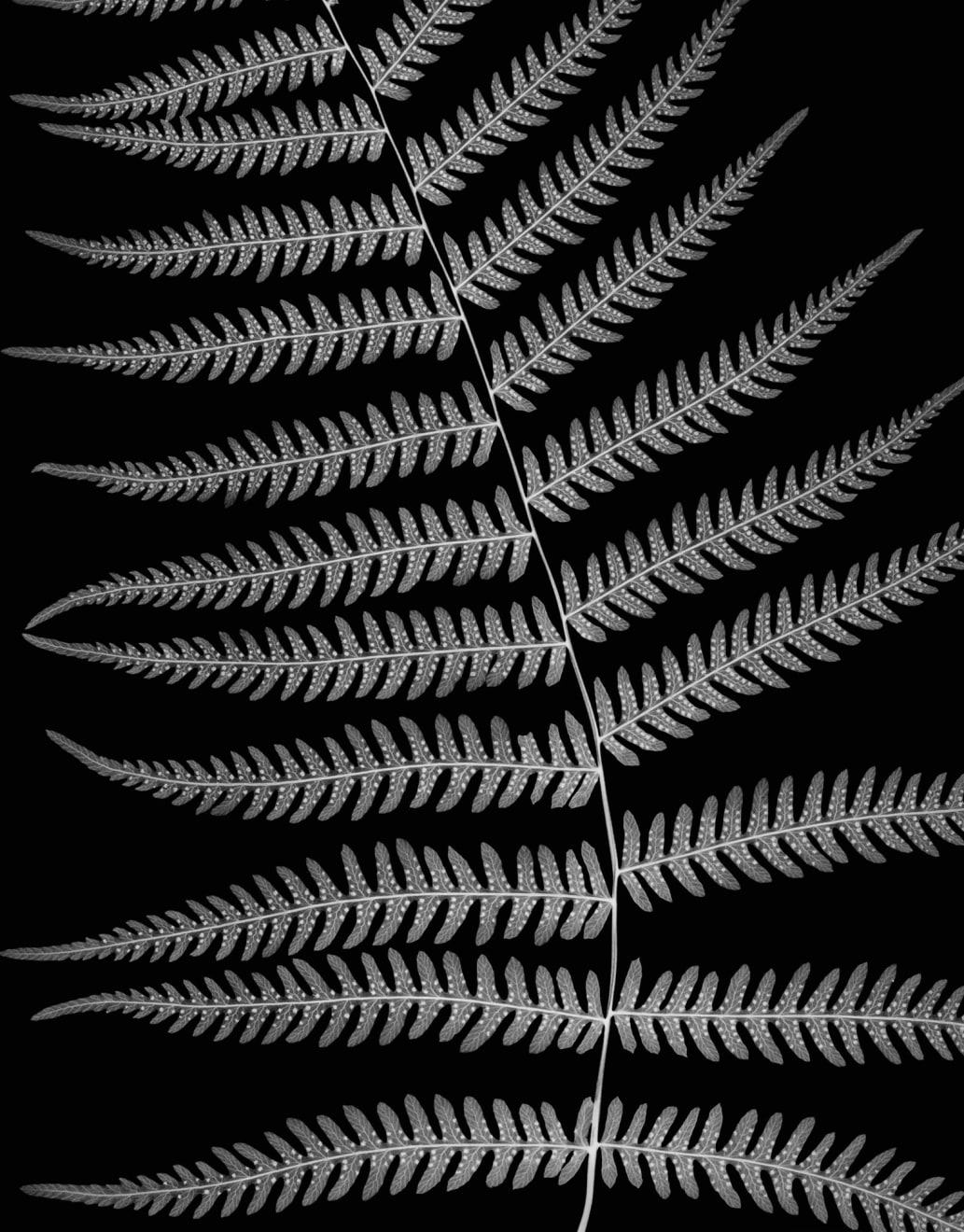 Northern Lady Fern, 2005