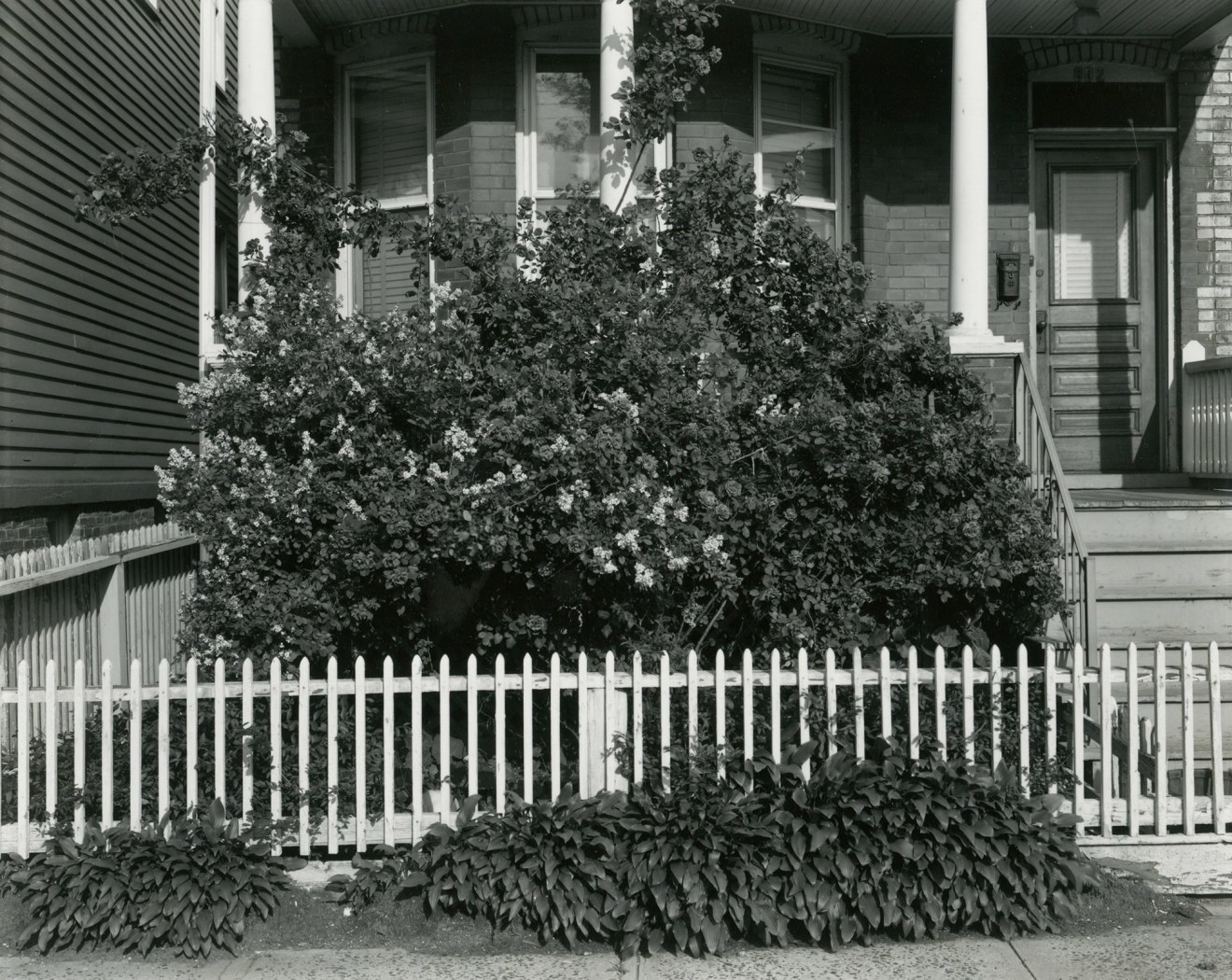 Front Yard with Rose Bushes, Perth Amboy, NJ, 1972