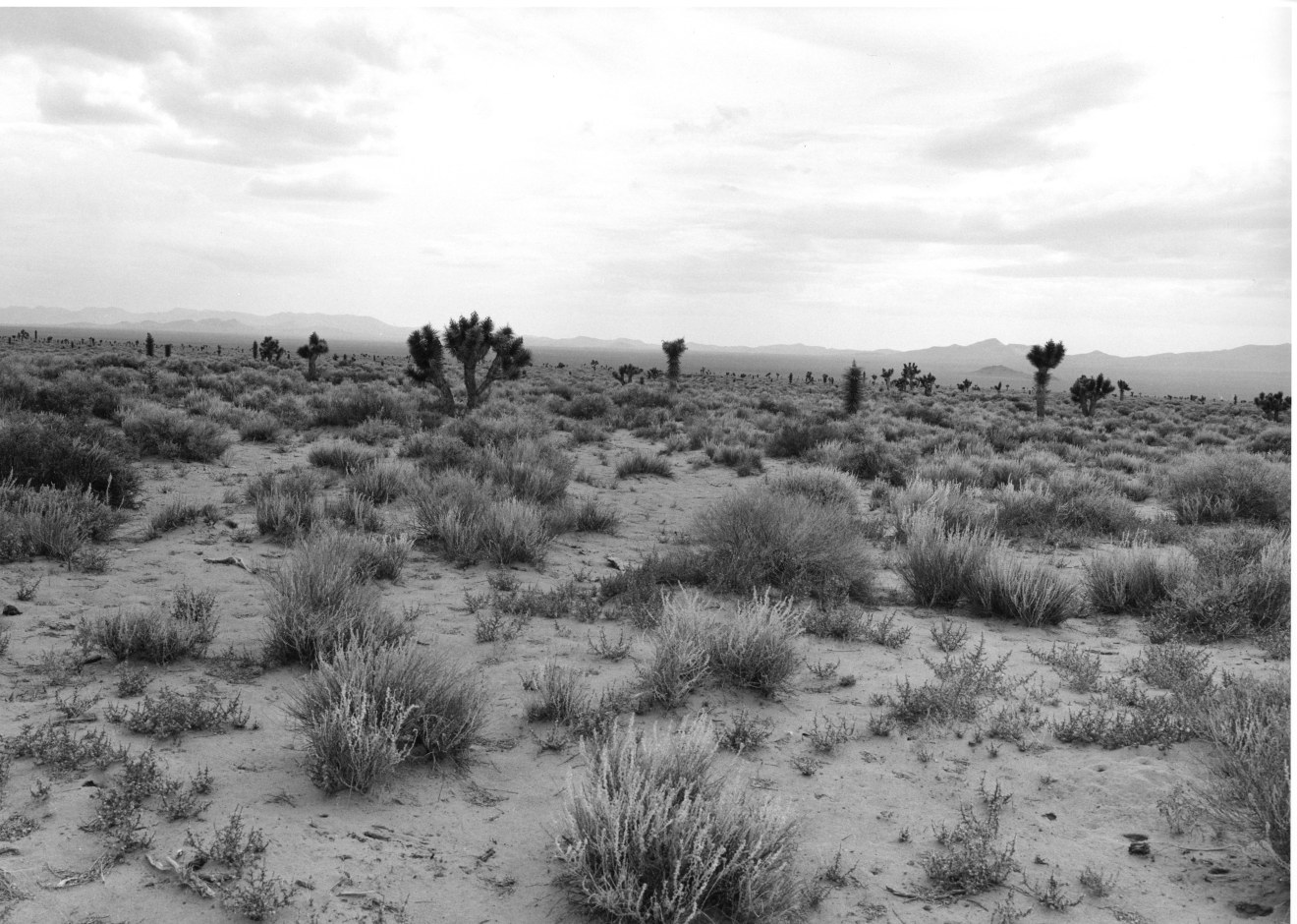 West of Caliente, Nevada, 1982