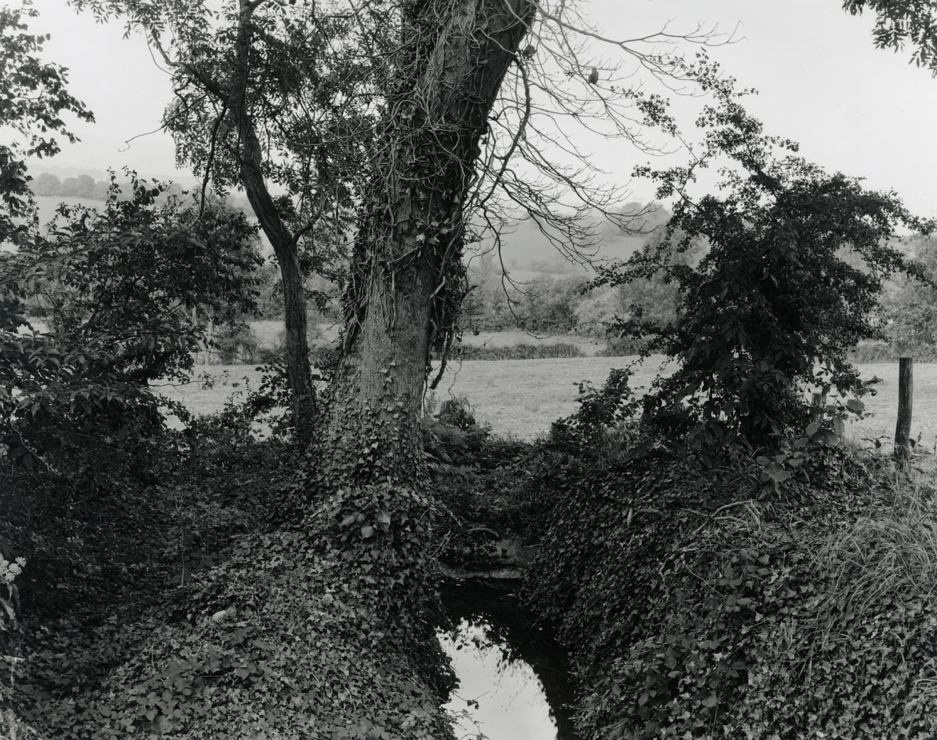 Saizy, France # 9, 2014, gelatin silver print