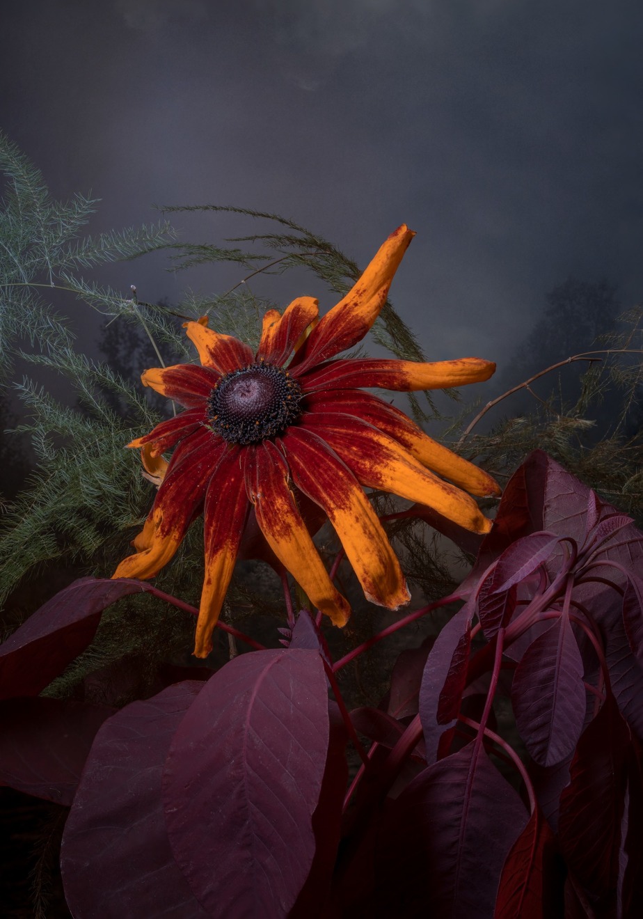 Rudbeckia Hirta&nbsp;, 2025
