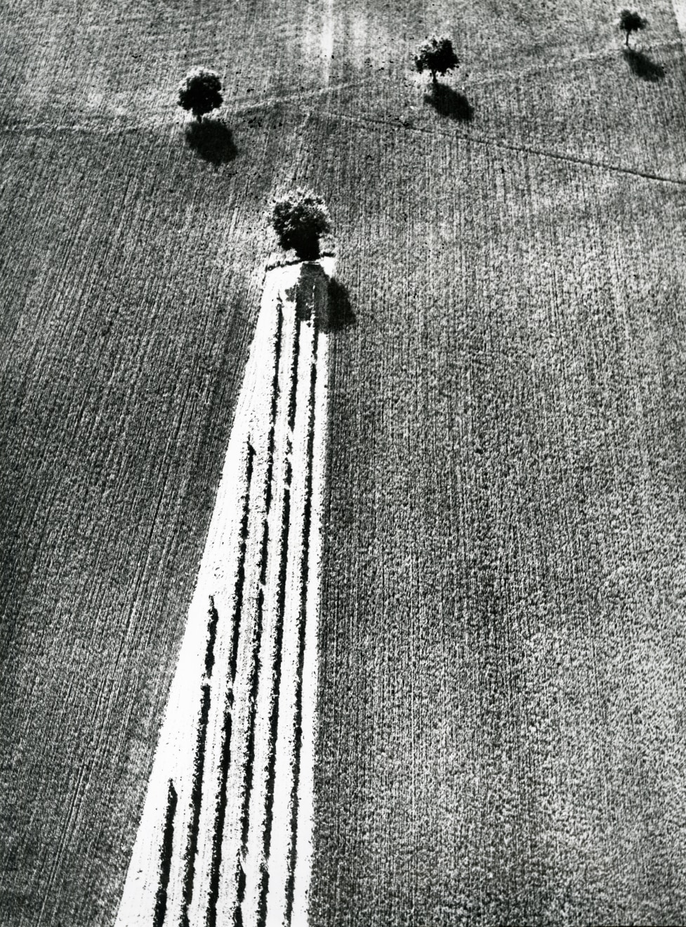 Mario Giacomelli, untitled, from the series On Being Aware of Nature