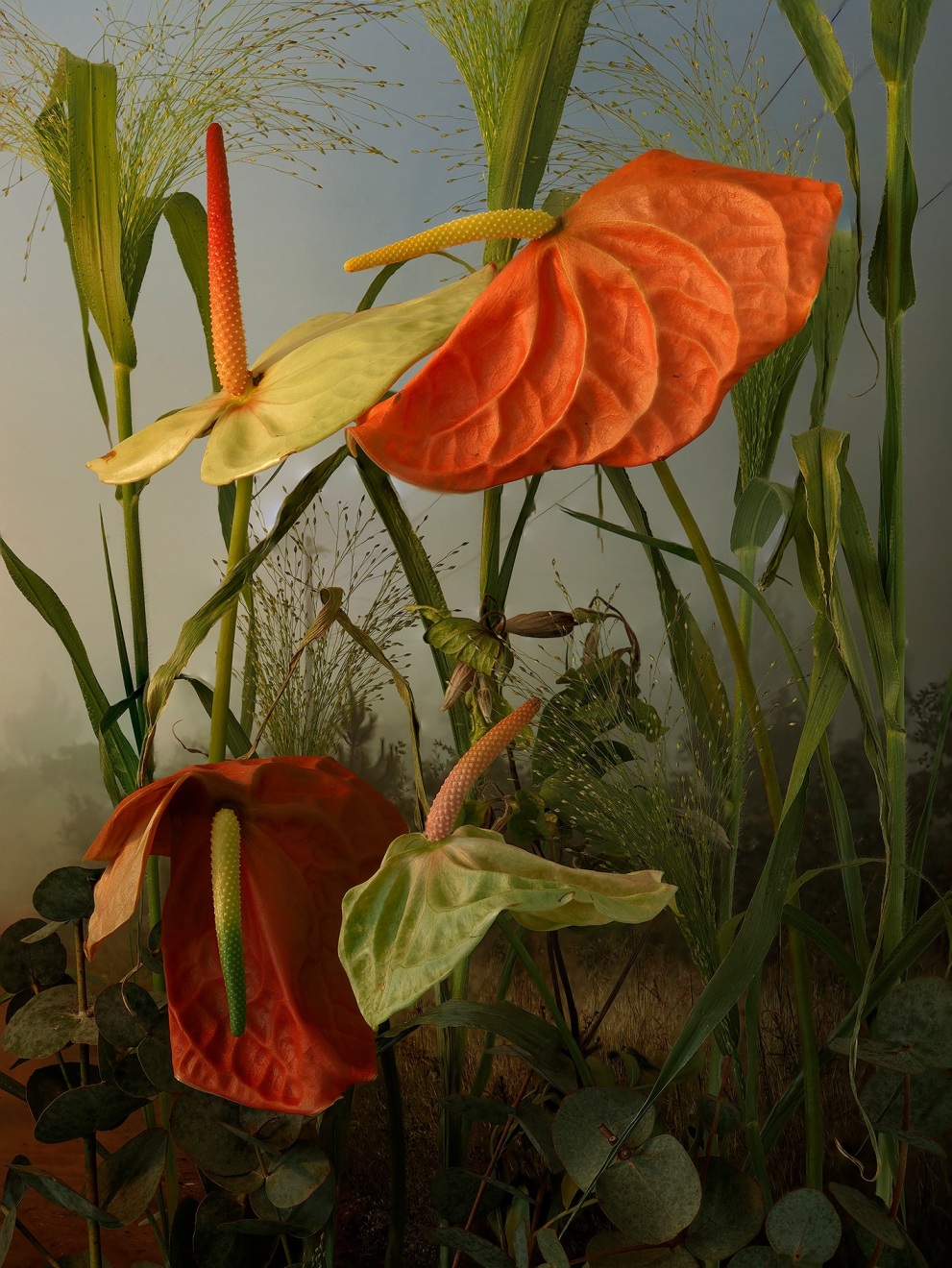 Anthurium Andraenum, 2022