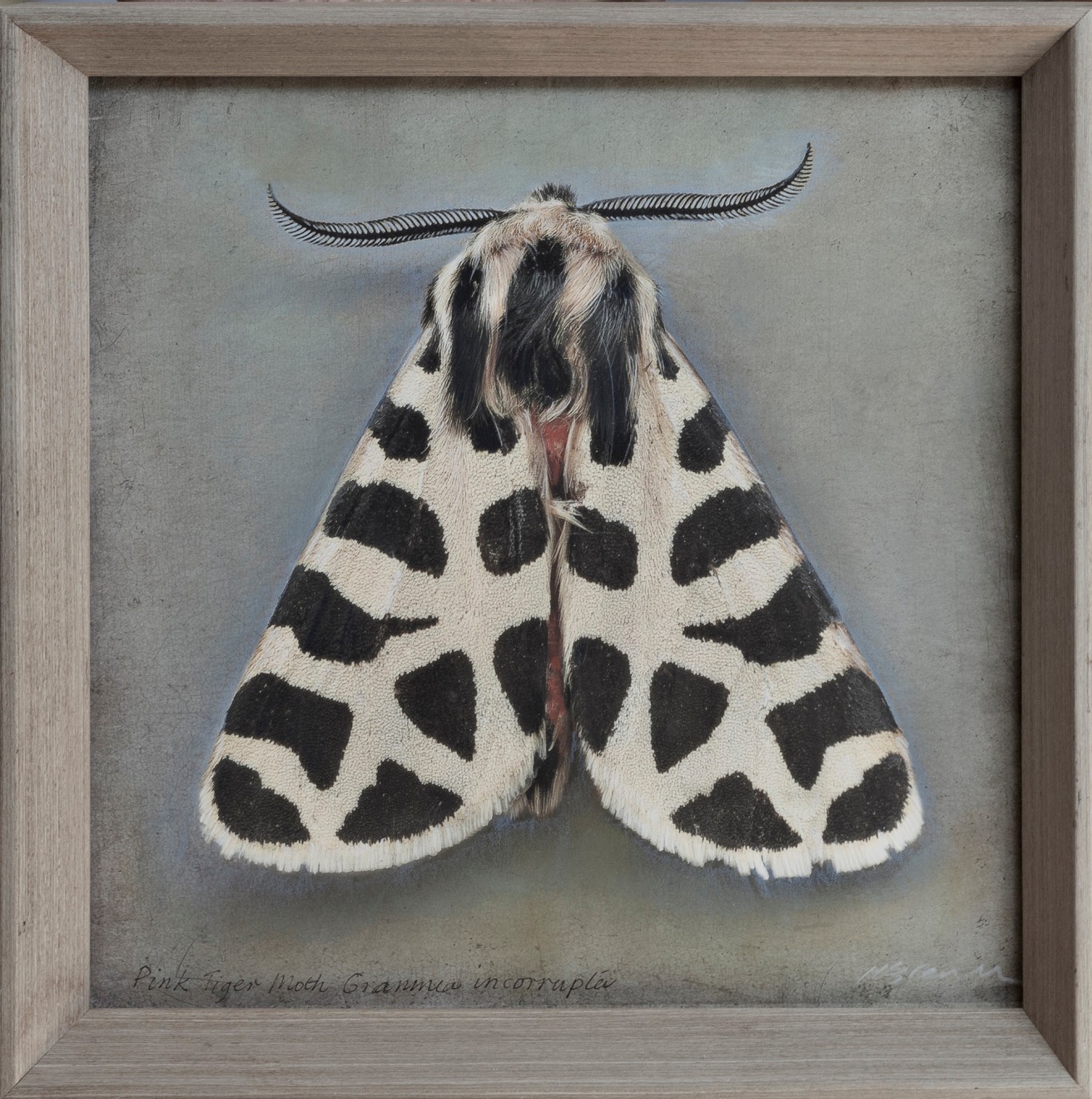 Grammia incorrupta, Pink Tiger Moth, 2025