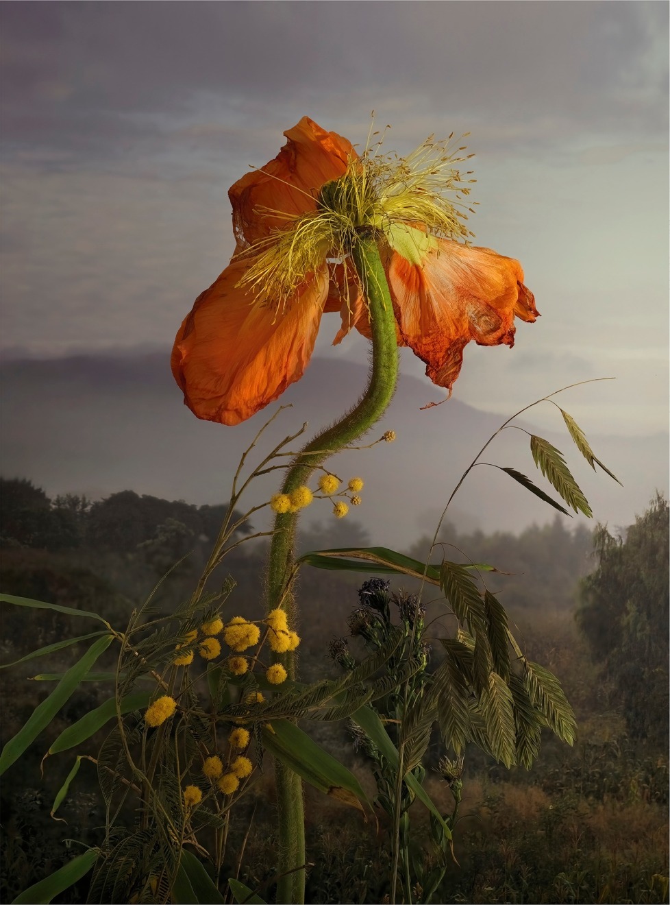 Papaver Nudicale, 2022