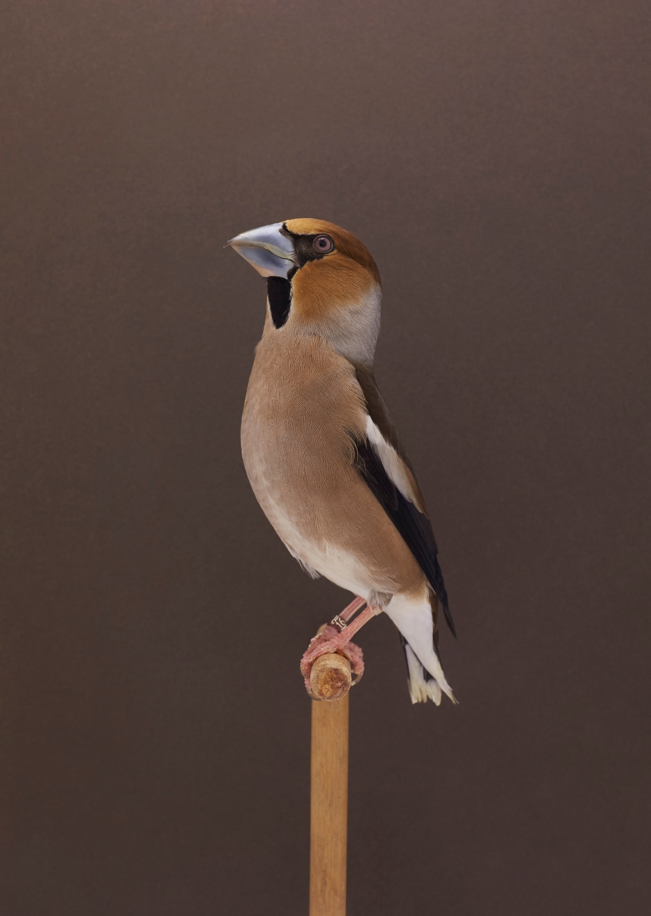 Luke Stephenson, Hawfinch #1