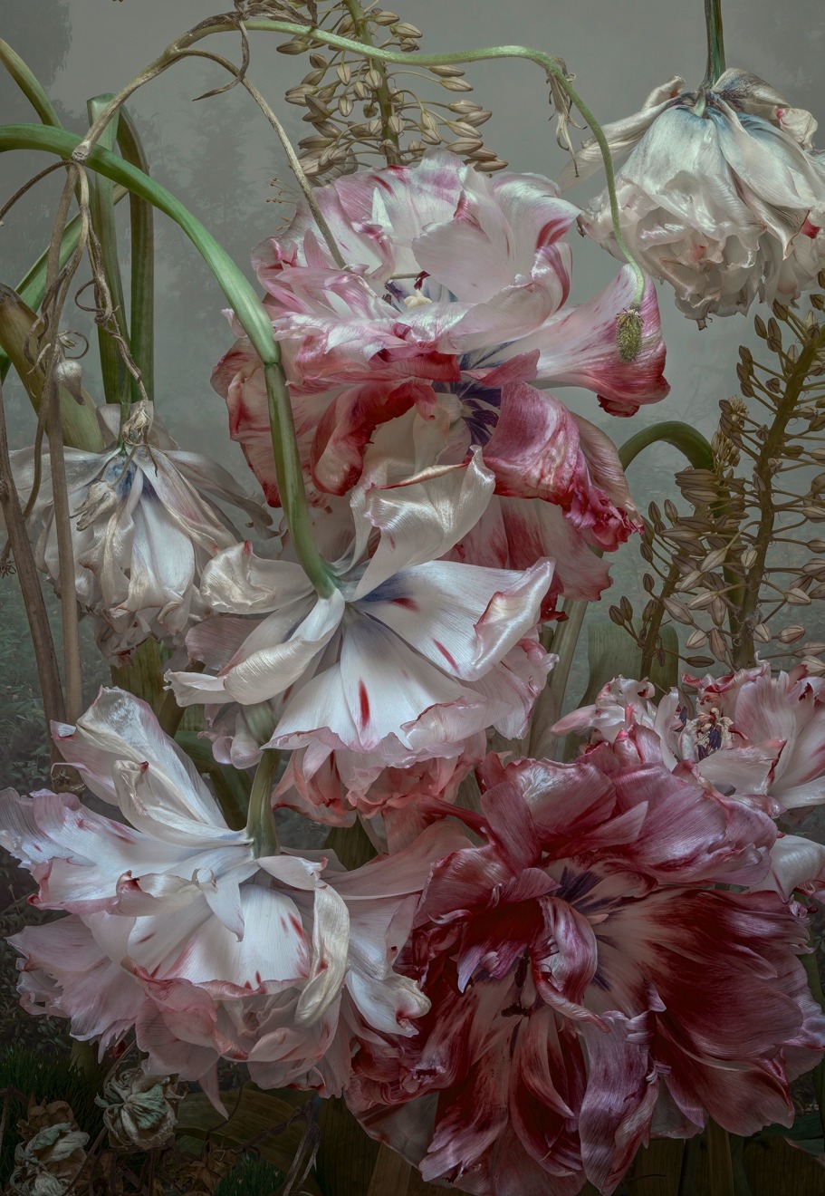 Tulipa Gesneriana, 2023