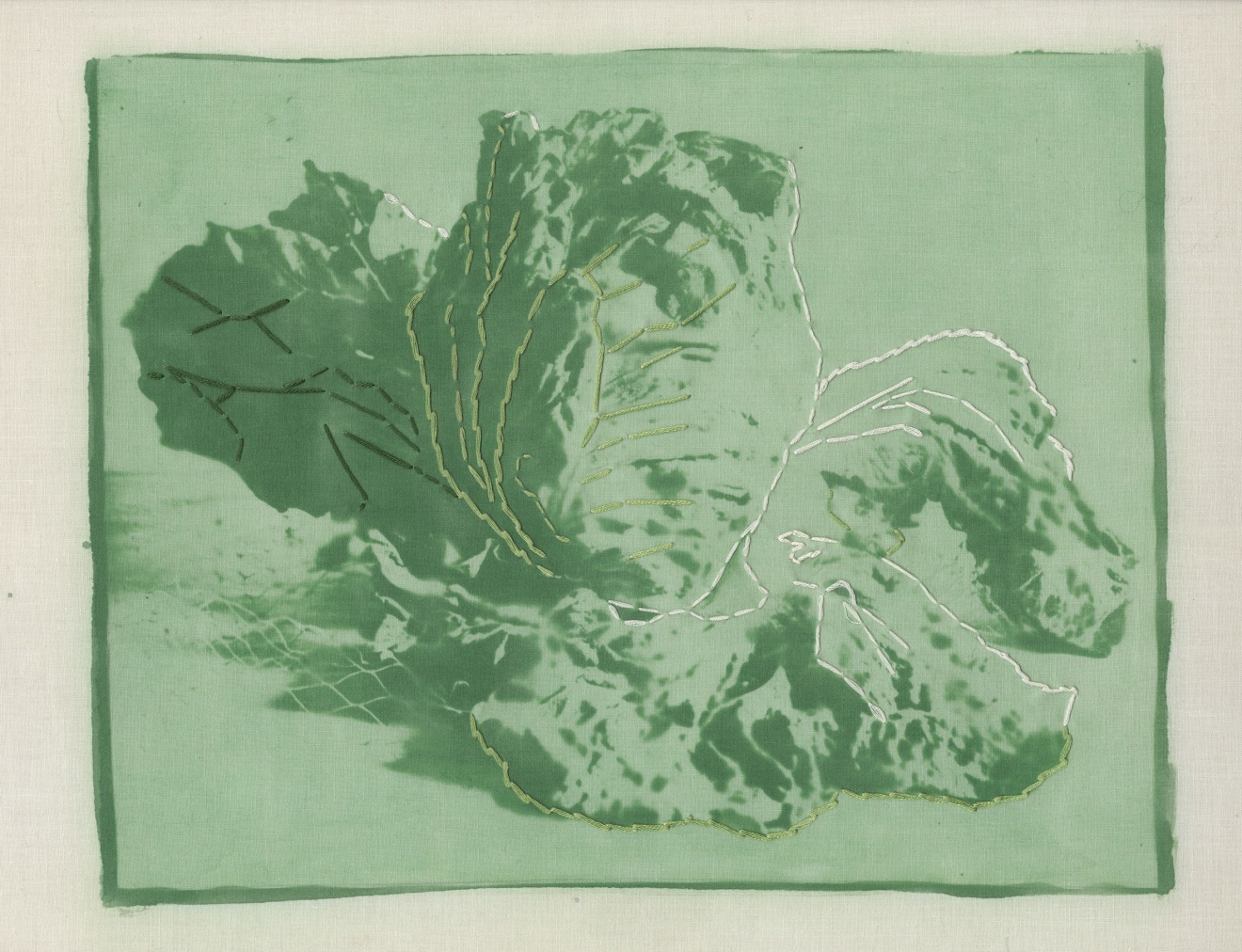 Lettuce, 1972