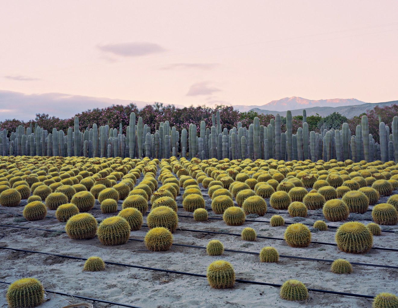 Virginia Beahan, Cactus Nursery, Seley Ranch, Borrego Springs, CA