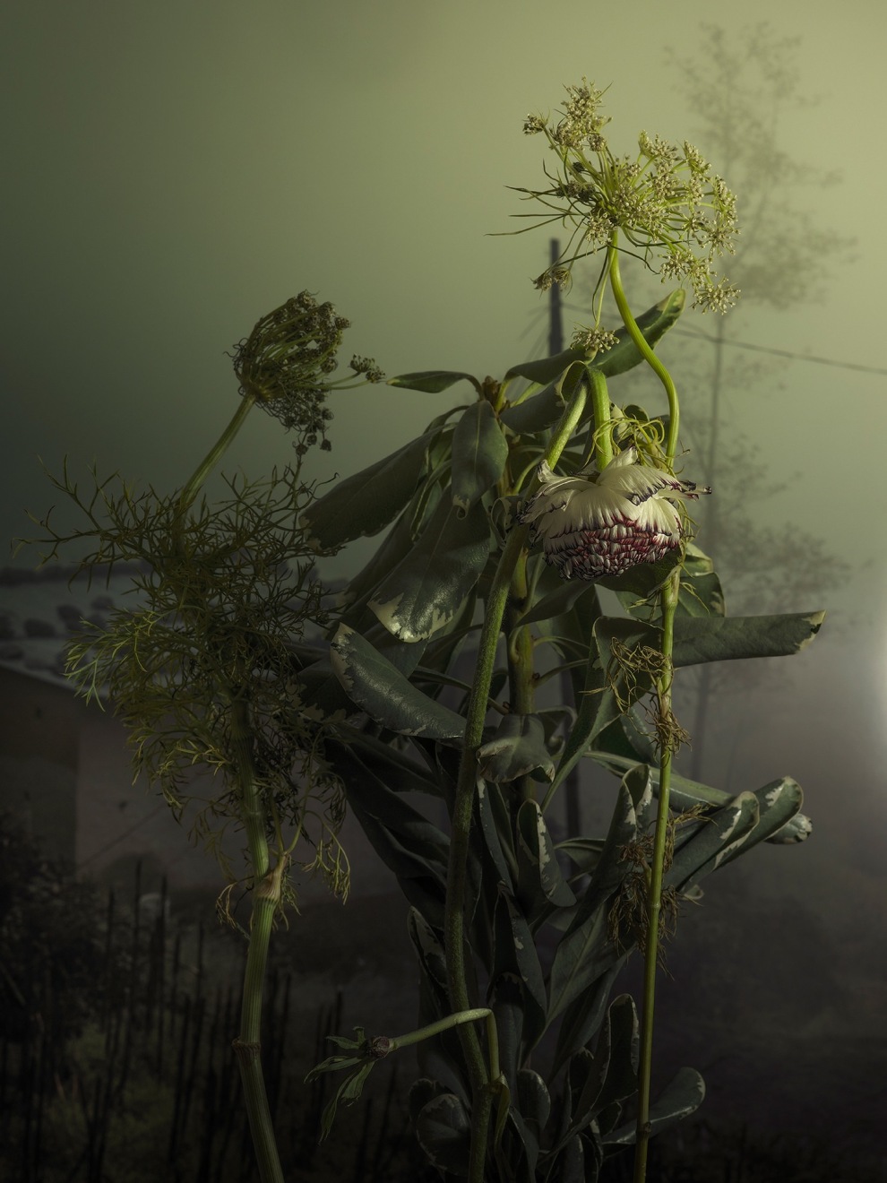 Ranunculus Asiaticus, 2022