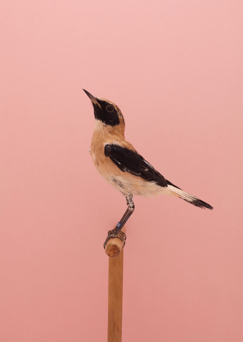 Luke Stephenson, Black-Earred Wheateater #1