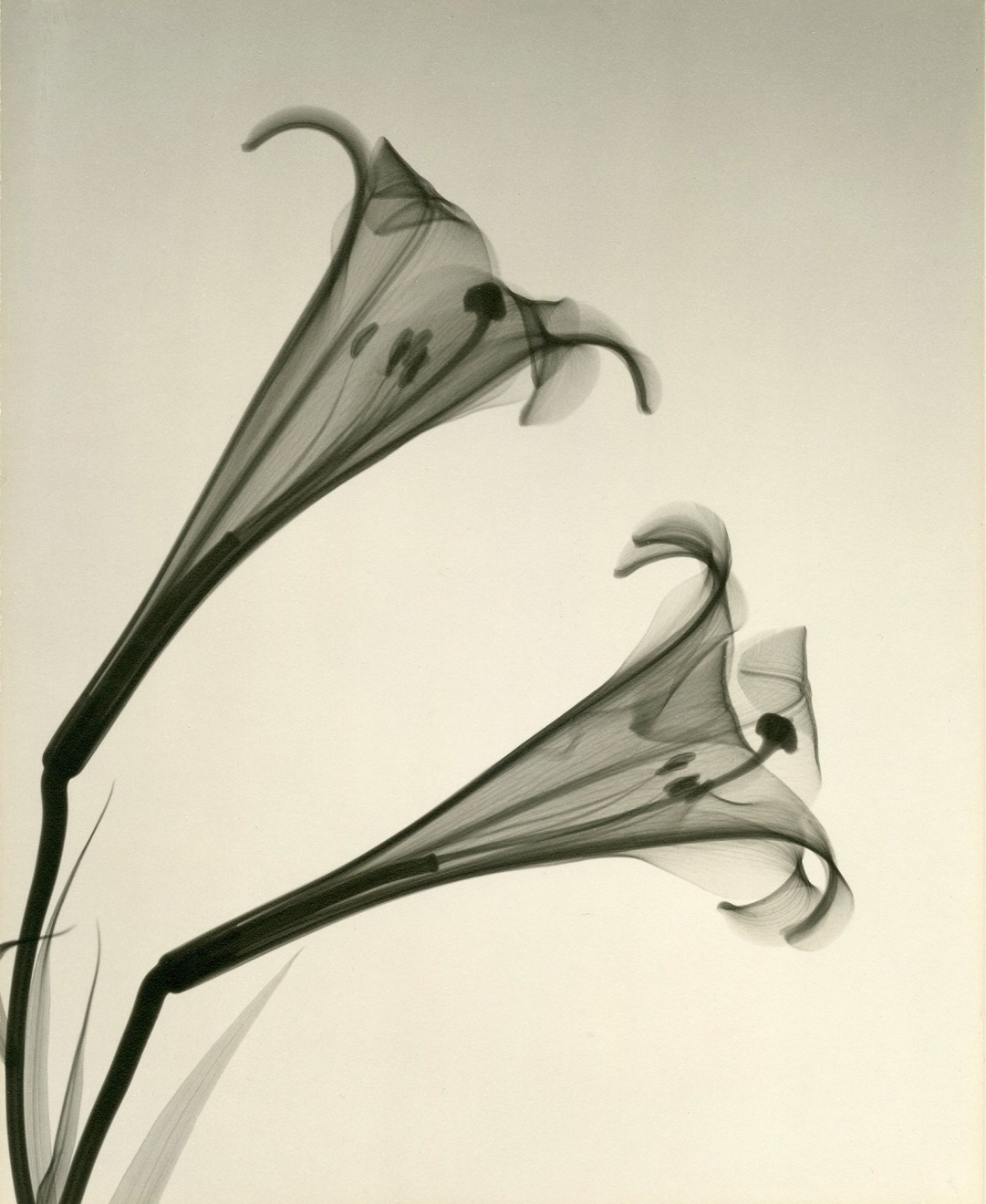 Formosan Lilly, 1939