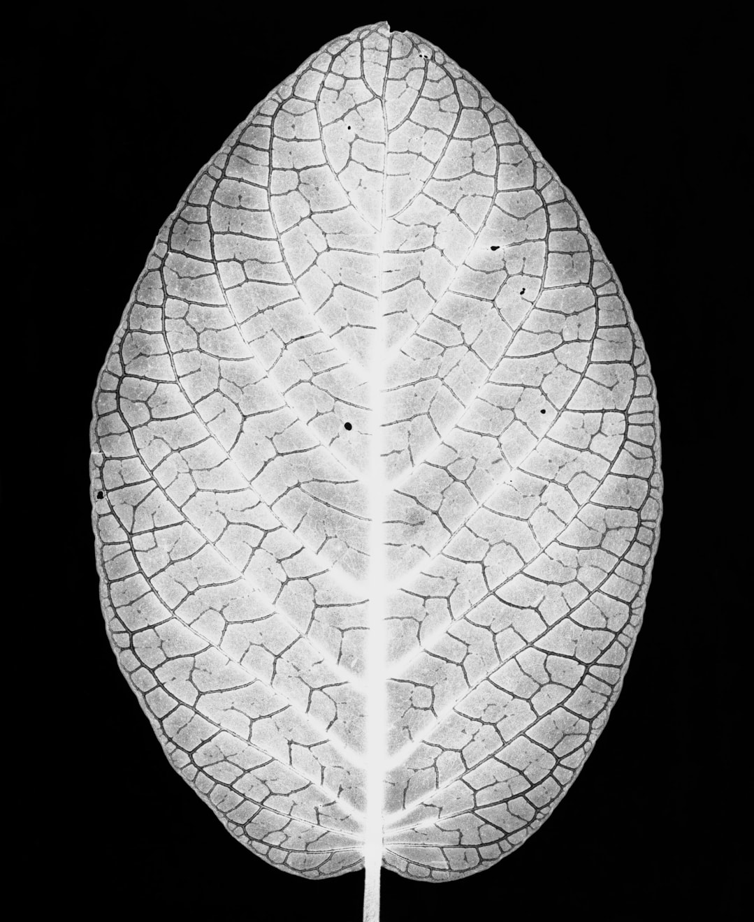 Silver Nerve Plant, 1990