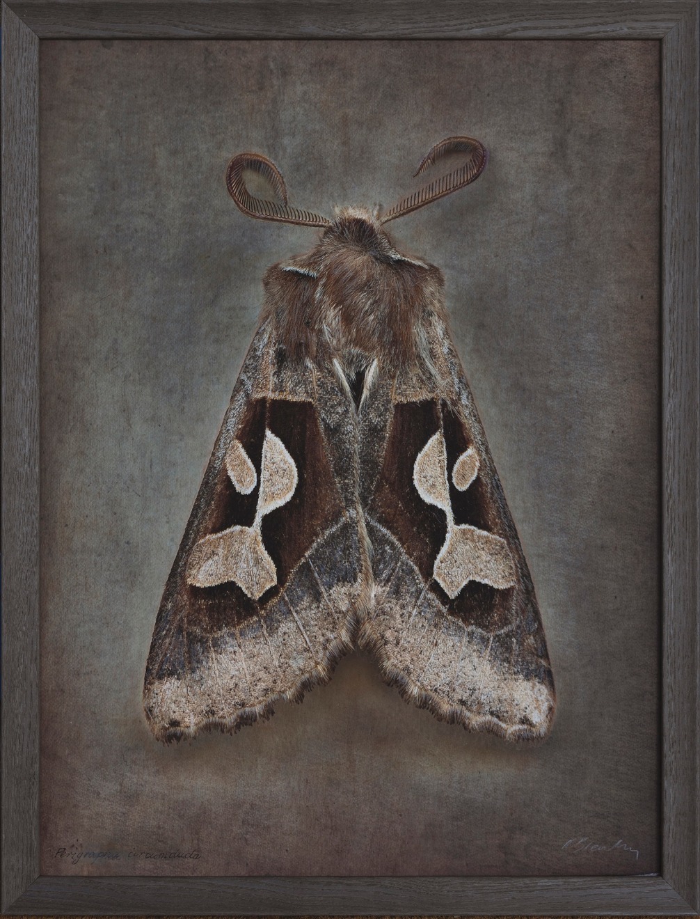 Perigrapha circumducta, 2024