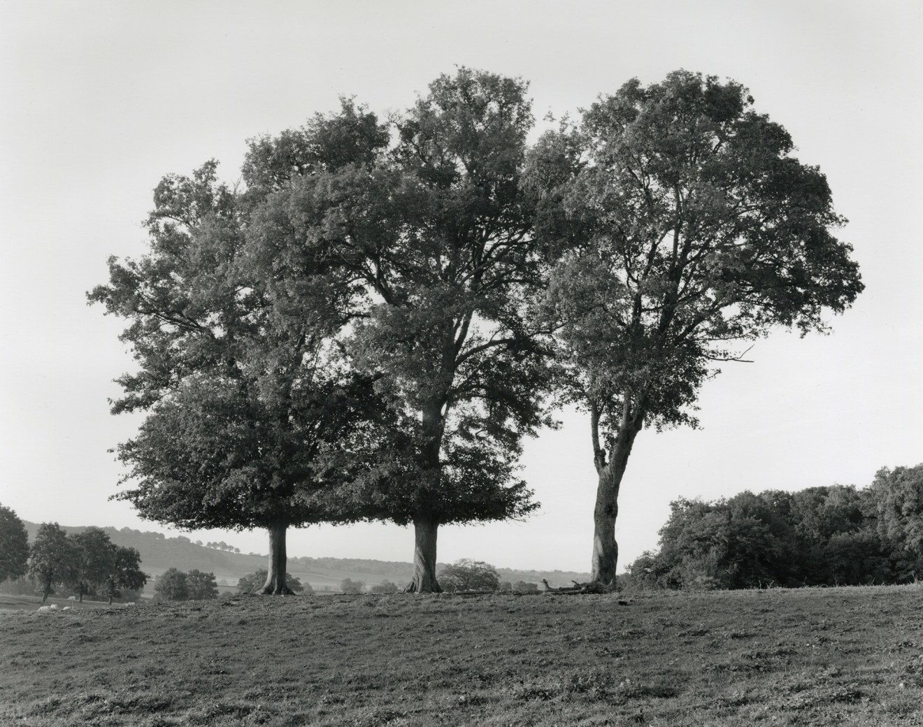 Saizy, France #13, 2014, gelatin silver print