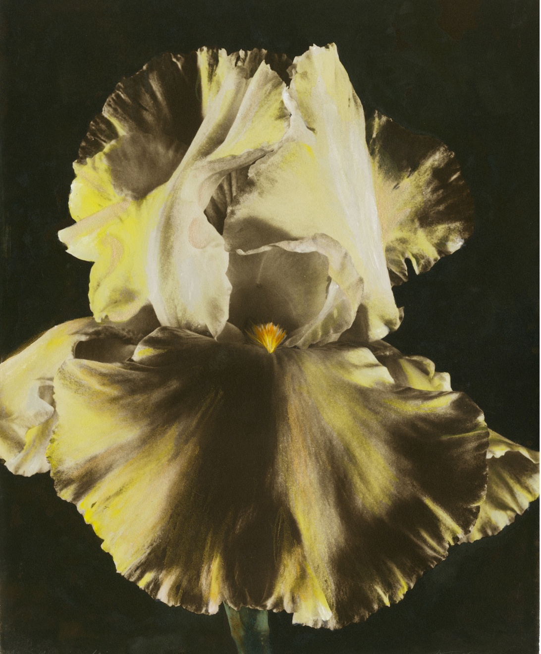 Maria Francisca Iris, 1985