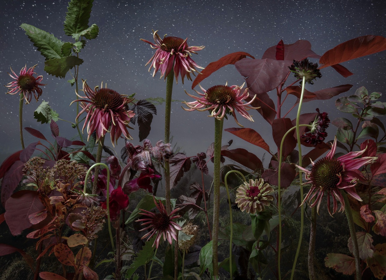 Echinea III, 2025&nbsp;