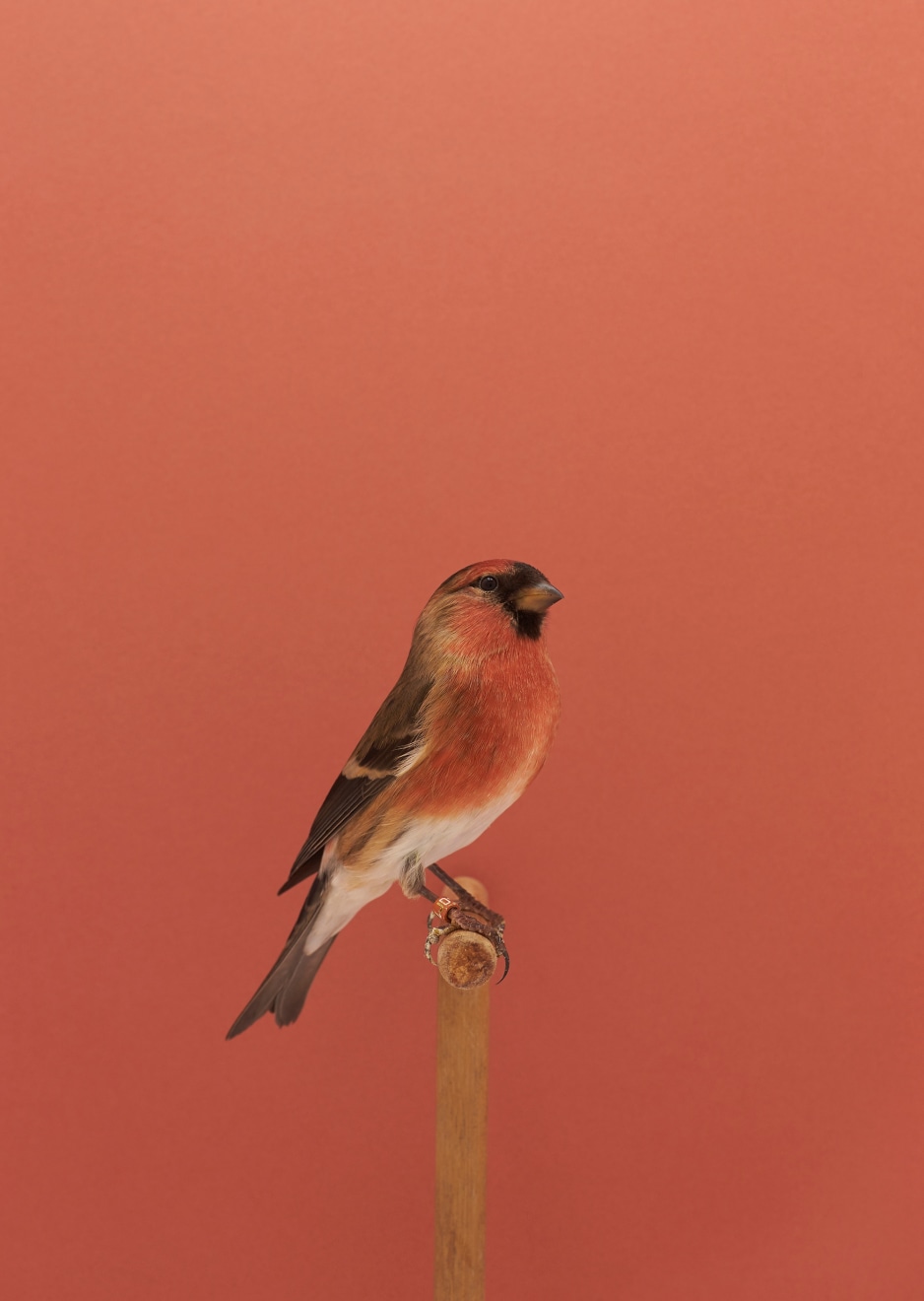 Luke Stephenson, Redpoll Bullfinch #1 (Hybrid)