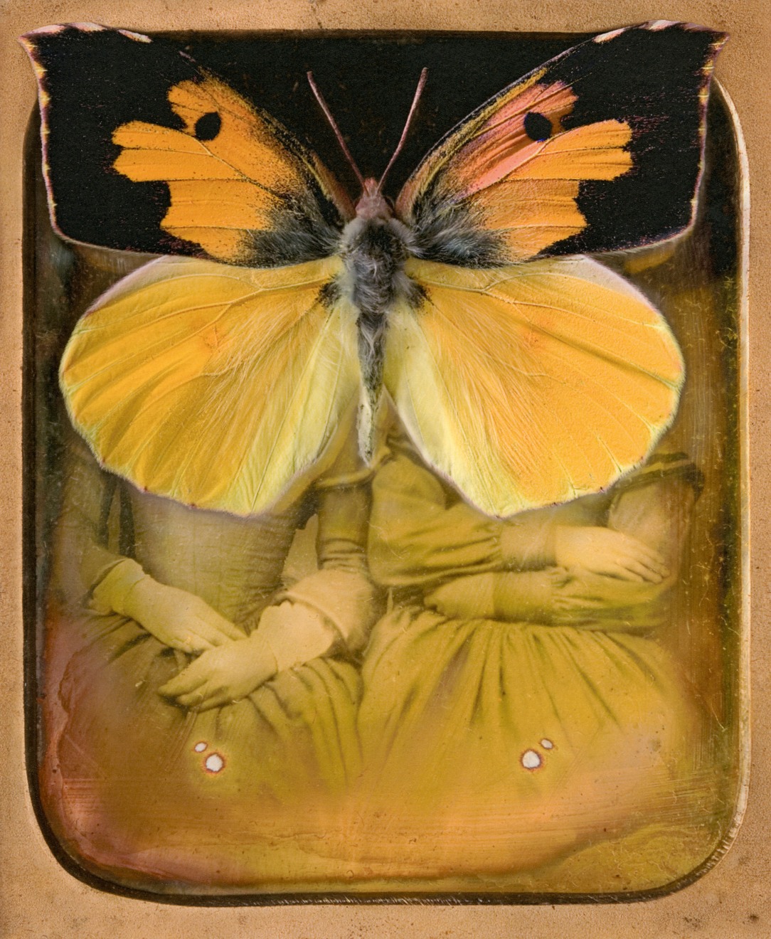 Colias eurydice, 2007