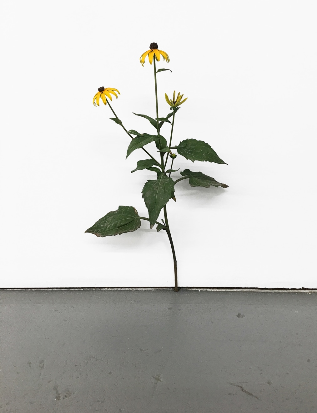 Tony Matelli Weed #374, 2017