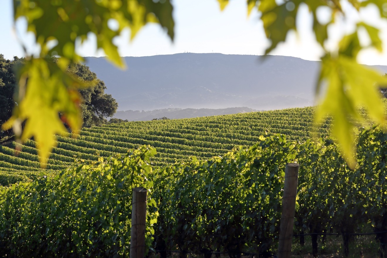 Kenzo Estate vineyards with mountain in the distance