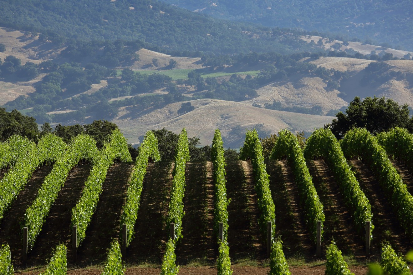 Kenzo Estate Vineyard Rows with rolling hills landscape