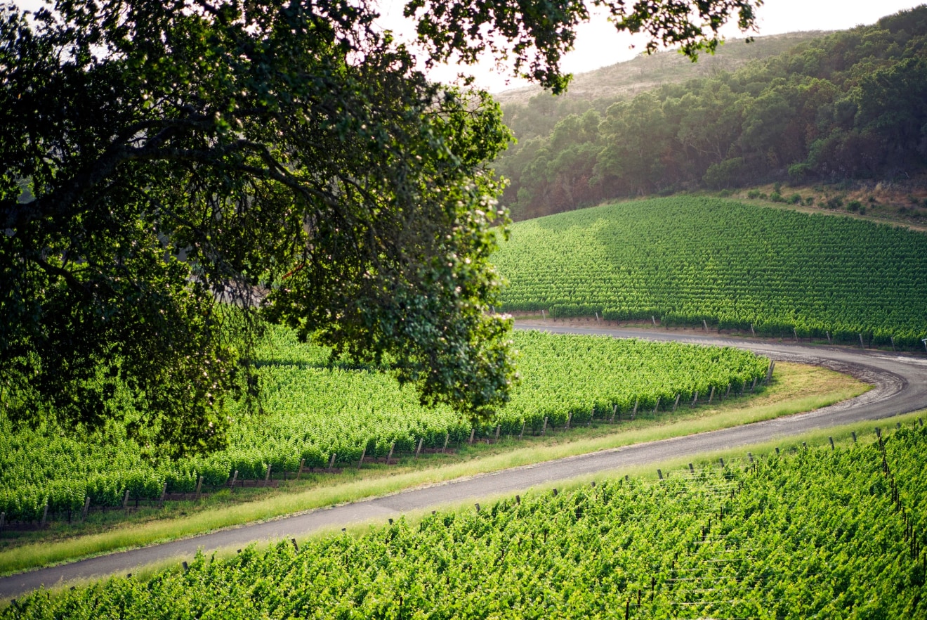 Vineyard road curves with oak in the foreground