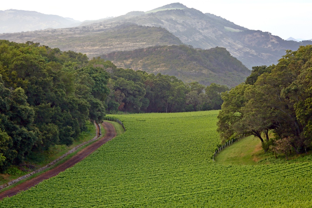 Green Vineyards surrounded by lush forest and mountains