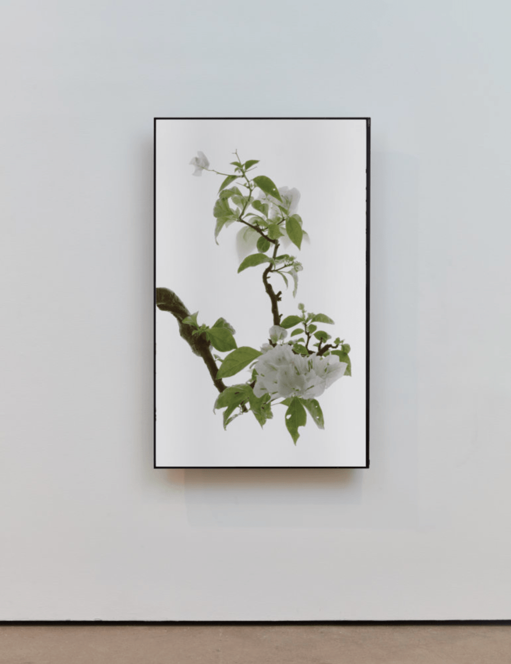 Wu Chi-Tsung Still Life 013 - Bougainvillea, 2020 the work is accompanied by a signed certificate of authenticity single-channel video, 6 min 55 sec edition of 5 with 2 APs (#2/5) (WCT-20.2)