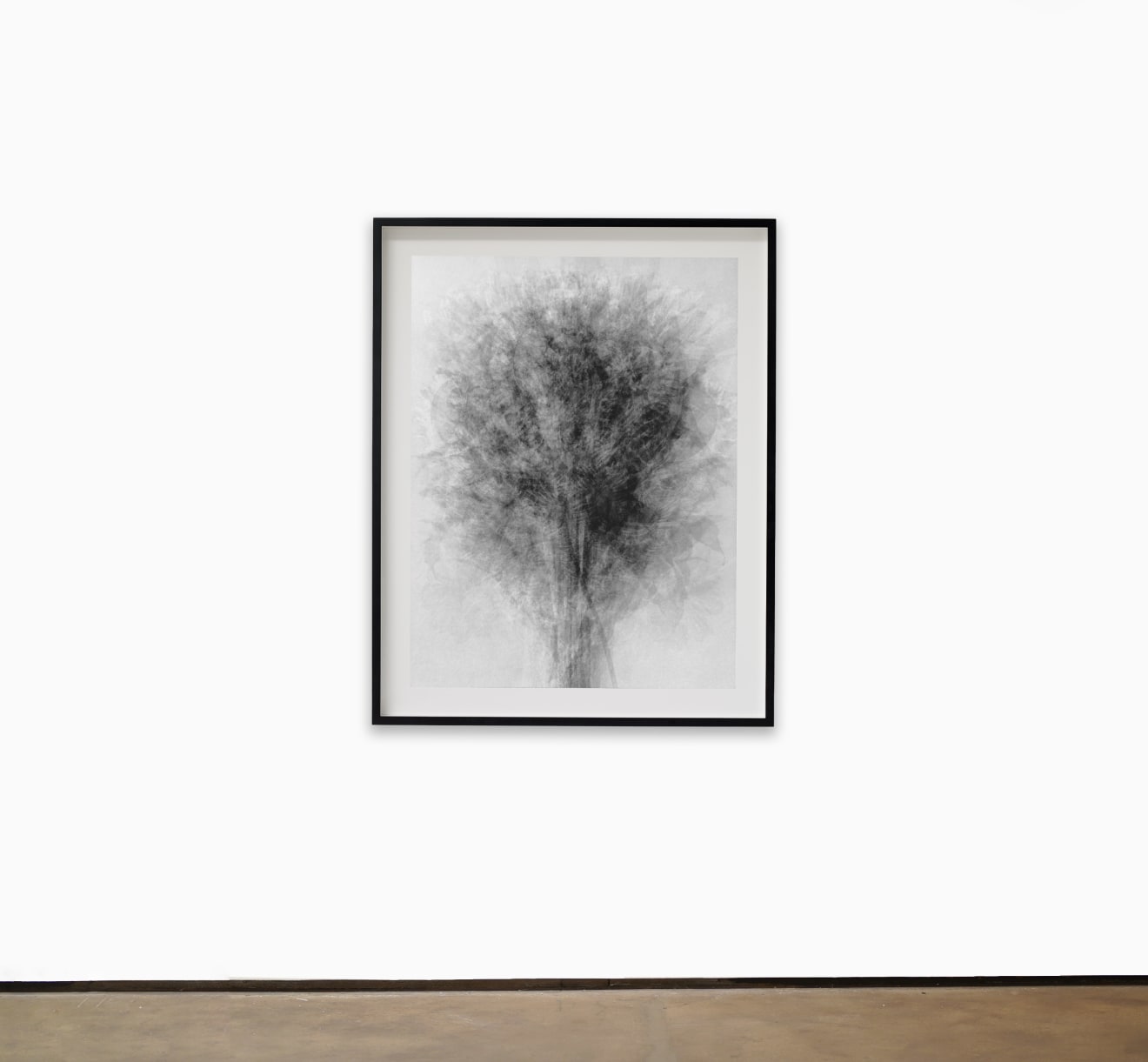 Idris Khan, Blossfeldt..... After Karl Blossfeldt &#039;Art Forms in Nature&#039;, 2019