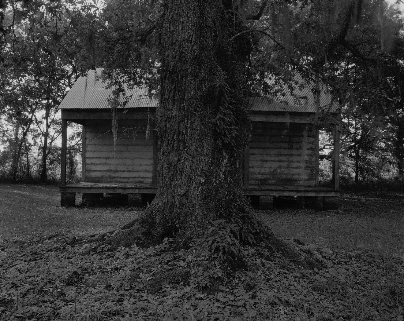Tree and Cabin, 2019, gelatin silver print