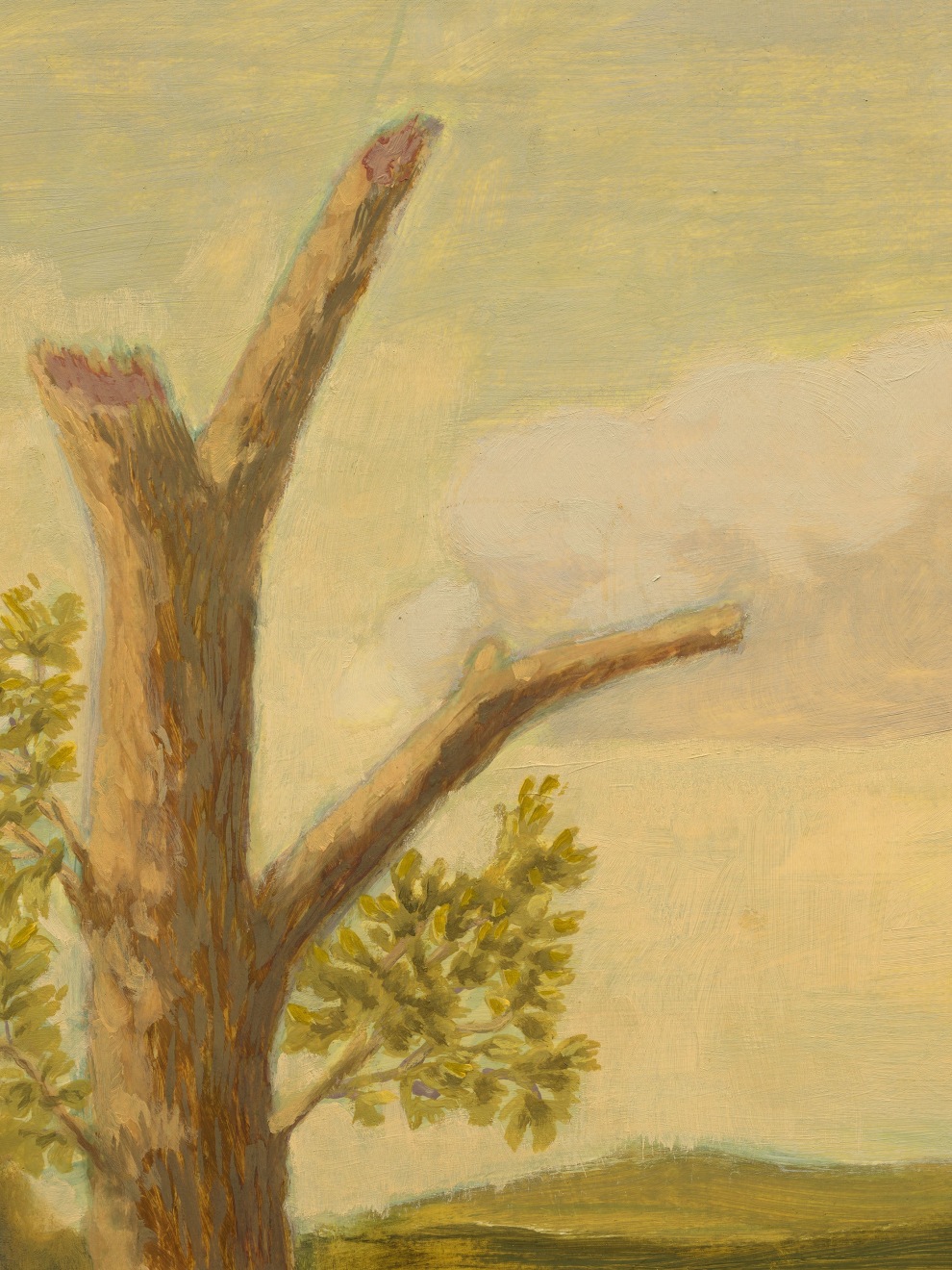 Jared Buckhiester, Continent Of Misbelief, 2025