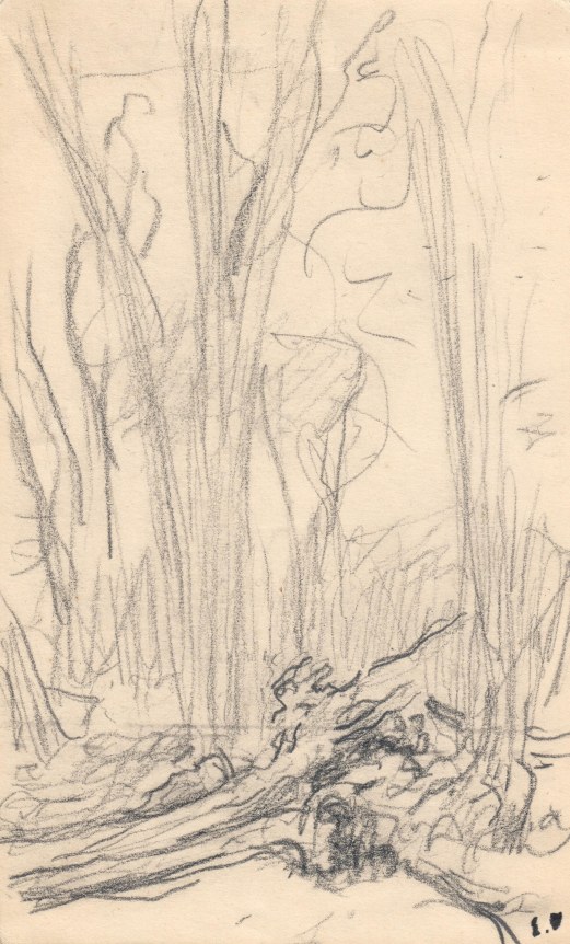 Troncs d'arbres et racines    Pencil on paper 6 7/8 x 4 5/16 inches