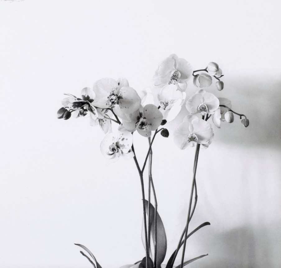 Pere Santilari Perarnau    Flowers I (Orchids I), 2010    Graphite pencil on Scholler cardboard 16 3/8 × 17¼ inches