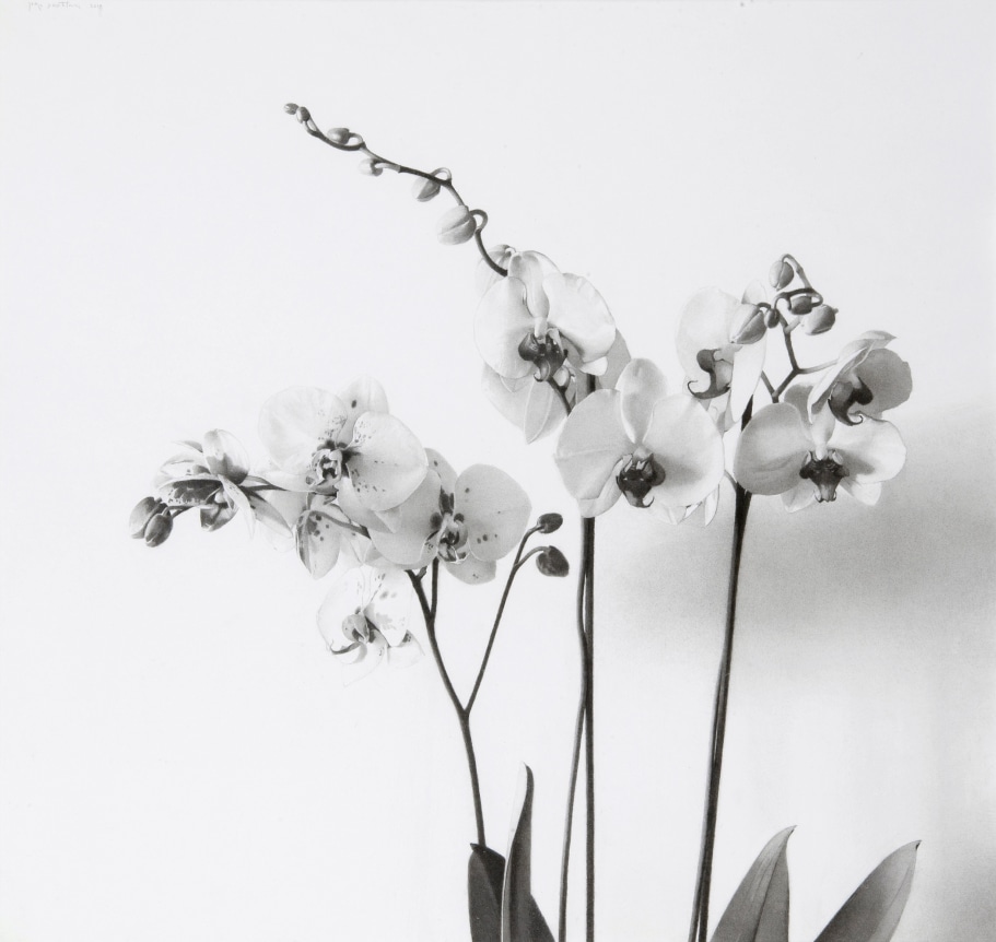 Josep Santilari Perarnau    Orchids, 2010    Graphite pencil on Scholler cardboard 16 3/8 × 17 3/8 inches
