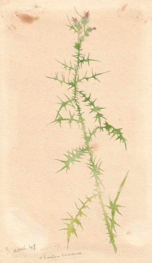 Common Thistle, 1848    Watercolor and collage on paper    7 1/4 x 4 3/8 inches Titled and dated 3 août 48