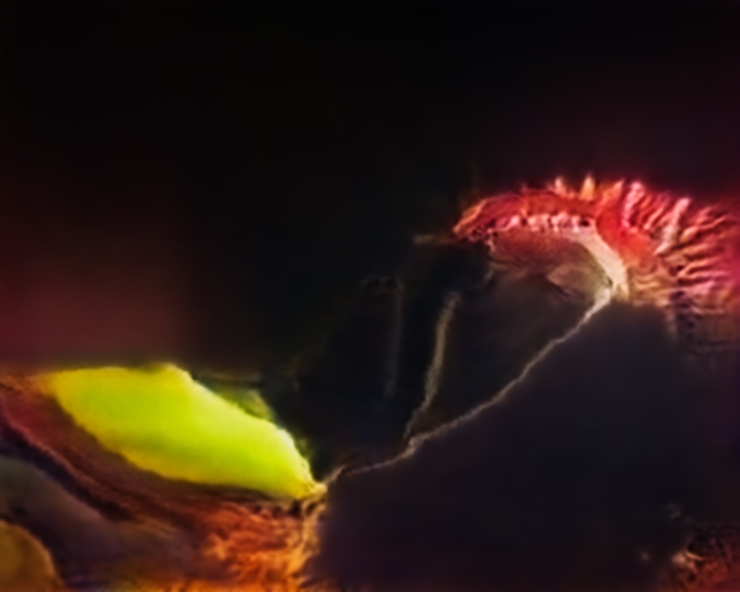 Venus Flytrap (Corpus: American Predators), Adversarially Evolved Hallucination, 2017