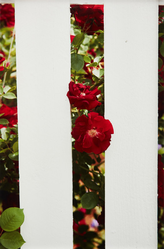 Roe Ethridge Picket Fence 1, 2017