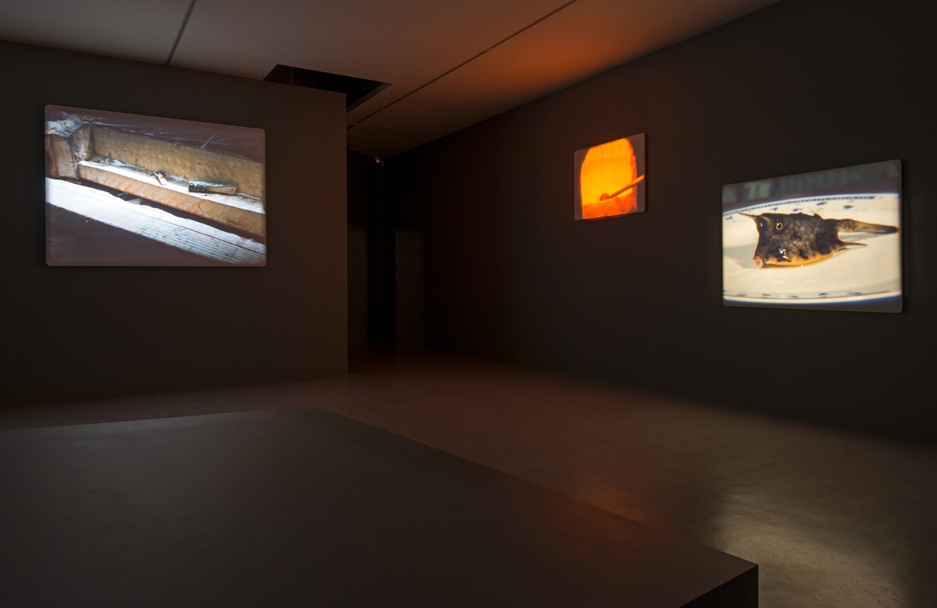 Jo&atilde;o Maria Gusm&atilde;o + Pedro Paiva, Papagaio