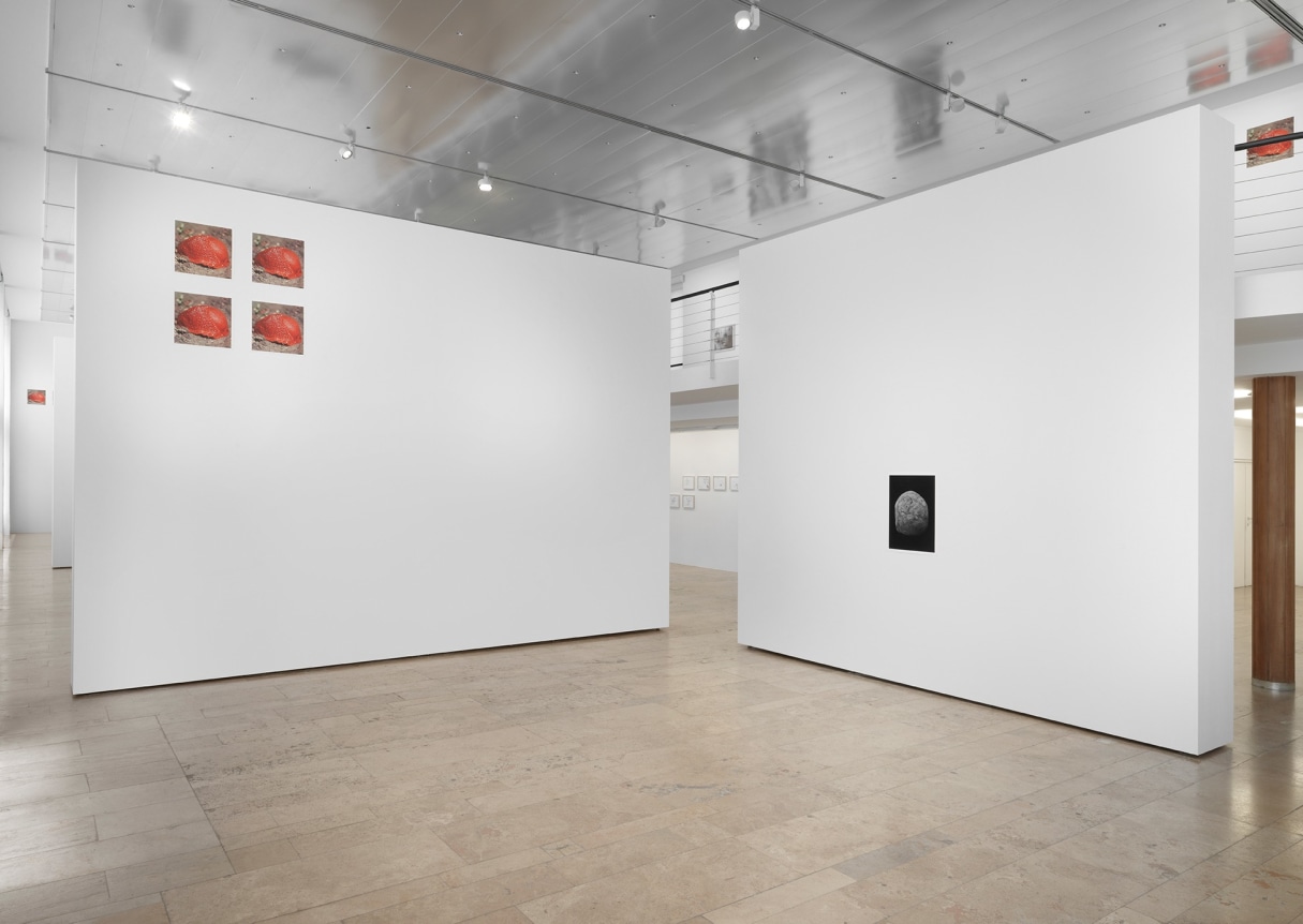 Geduld, Capitain Petzel, Berlin, Germany