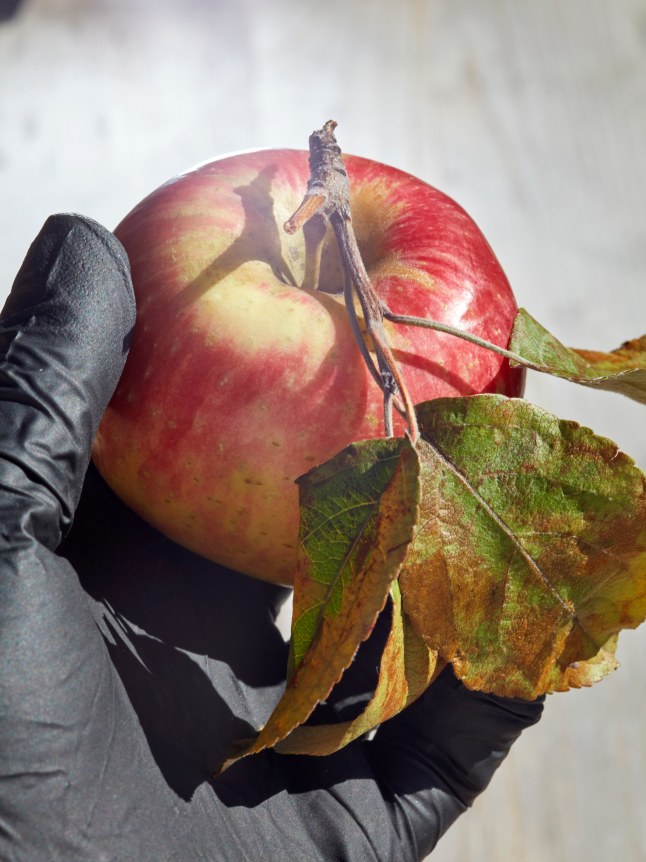 Roe Ethridge, Apple and Black Glove, 2020