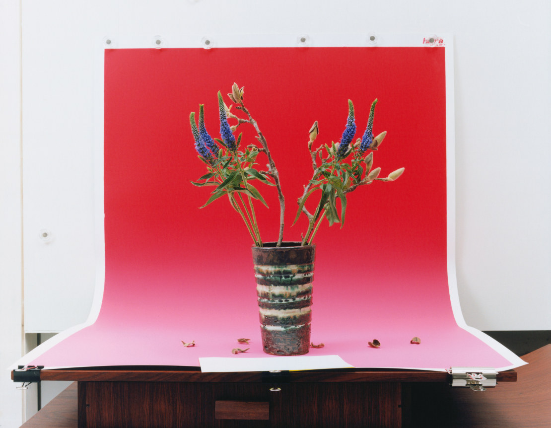 Annette Kelm Magnolia # 2, 2011