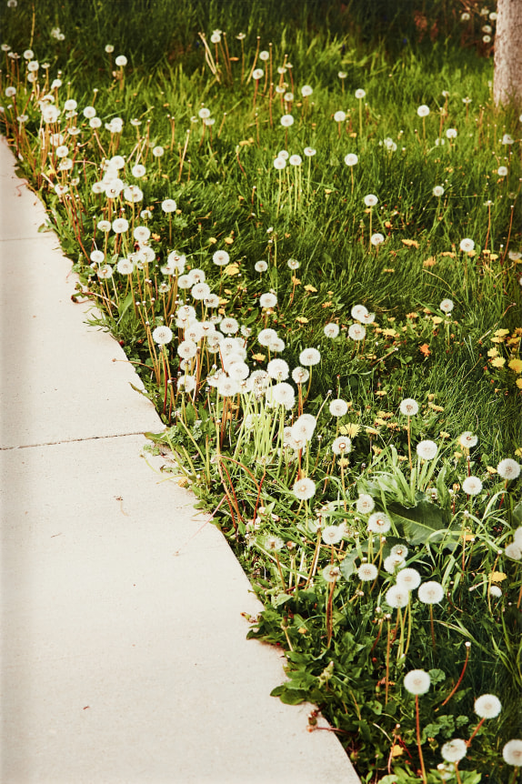 Roe Ethridge Sidewalk and Dandelions, 2017